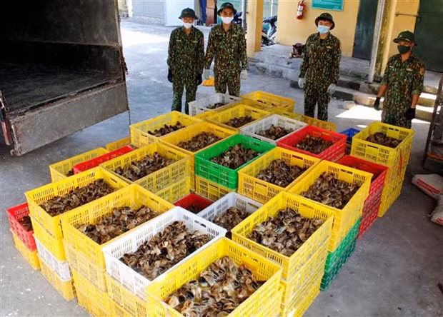 Measures taken to curb cross-border poultry smuggling ảnh 2