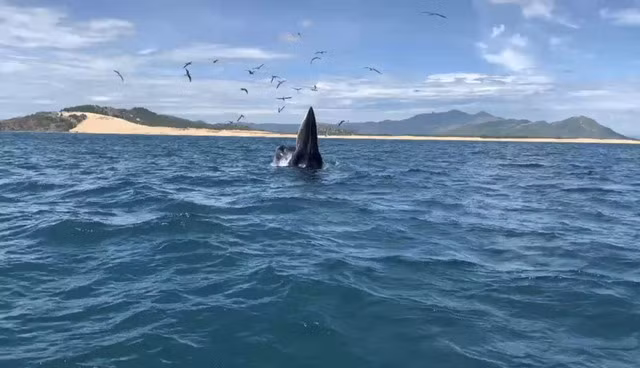 Bryde whales return to the south-central Vietnamese coast ảnh 1