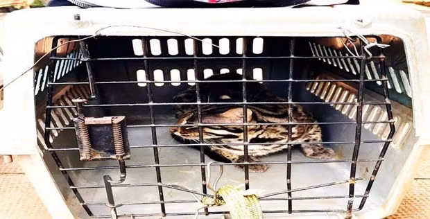 Endangered animals released to nature ảnh 1