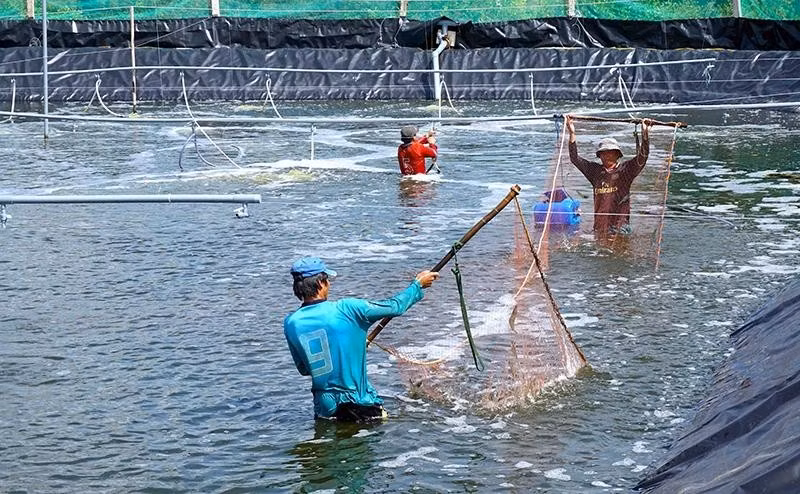 Central bank launches 15 trillion VND credit package to support forestry, fishery businesses ảnh 1