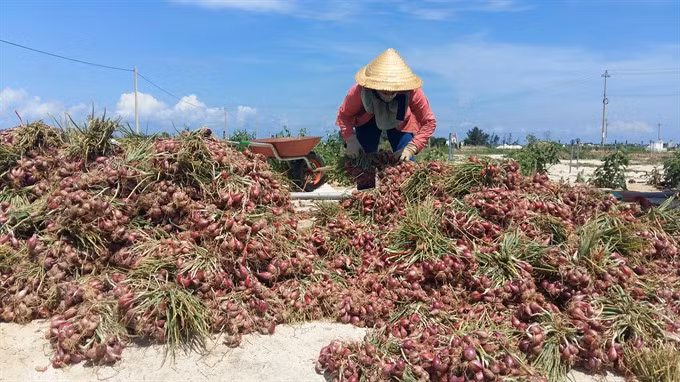 Ly Son Island to have new night market ảnh 2