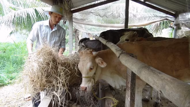 Husbandry sector curbs use of banned substances ảnh 1 Husbandry sector curbs use of banned substances ảnh 1