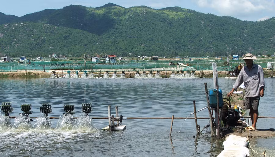 Solutions sought for sustainable fishery in Phu Yen ảnh 1