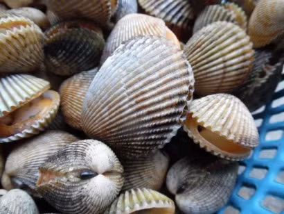 Binh Thuan bans mollusk, bivalve catching temporarily ảnh 1