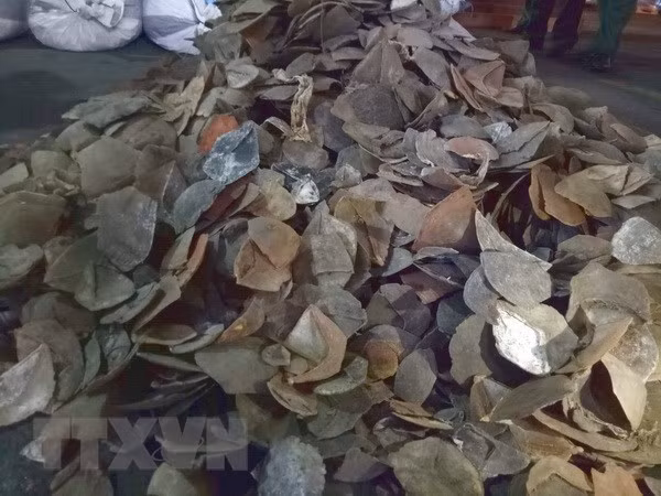 HCM City seizes 3.8 tonnes of pangolin scales ảnh 1