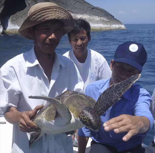 Hatchery project to save sea turtles in Cu Lao Cham ảnh 1