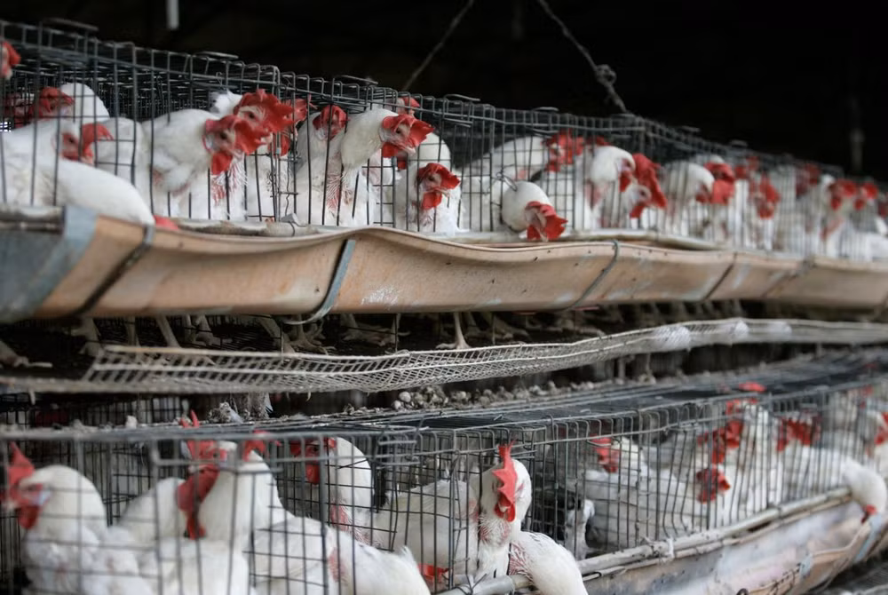 Philippines bans poultry products from two US states ảnh 1