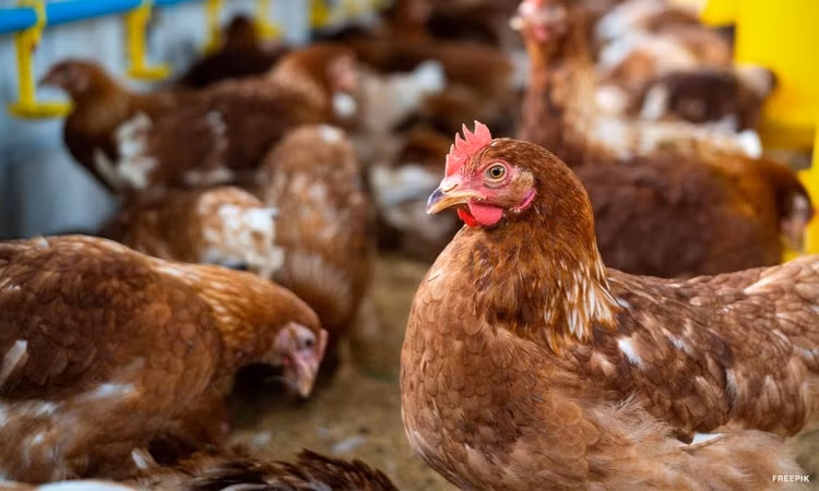 Philippines bans poultry imports from Japan ảnh 1