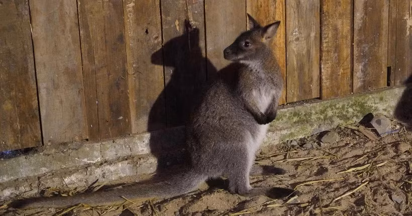 Australian Embassy helps centre with care for suspectedly smuggled wallabies ảnh 1
