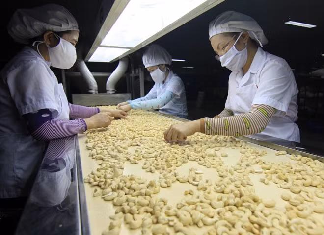 Cashew industry faces huge challenges ảnh 1