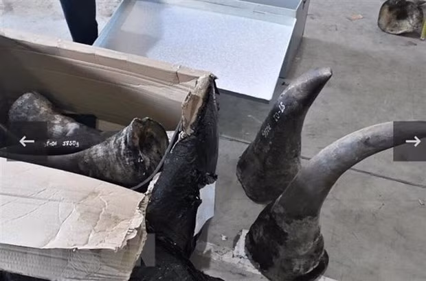 Man arrested in Da Nang for smuggling endangered species ảnh 1
