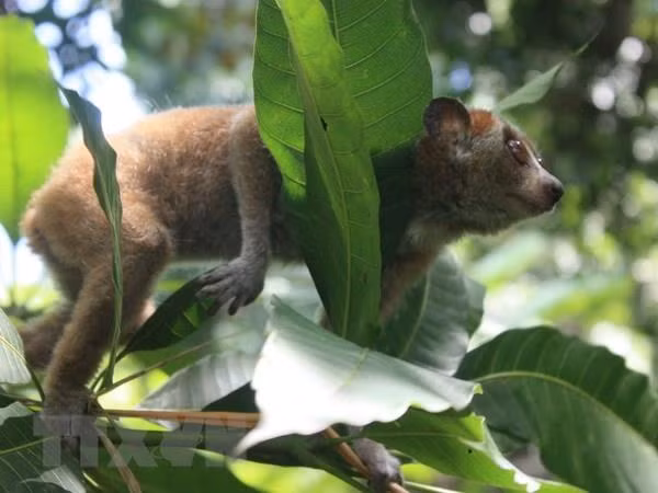 Project launched to boost ties in threatened species conservation ảnh 1