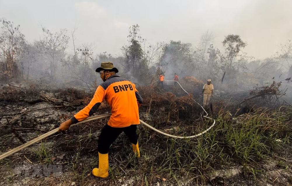 Indonesia closes plantation companies, schools due to wildfires ảnh 1