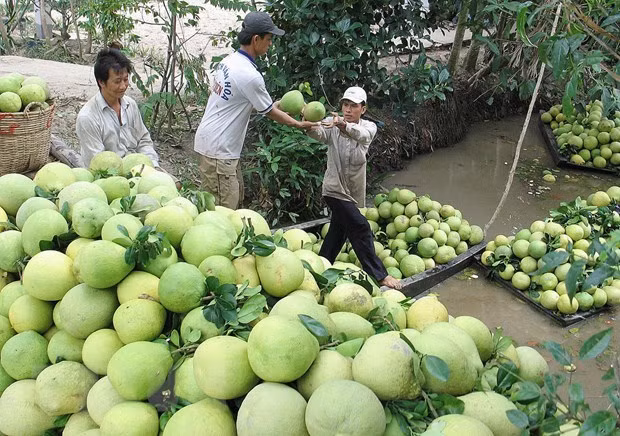 Chile opens door for Vietnam’s pomelo ảnh 1