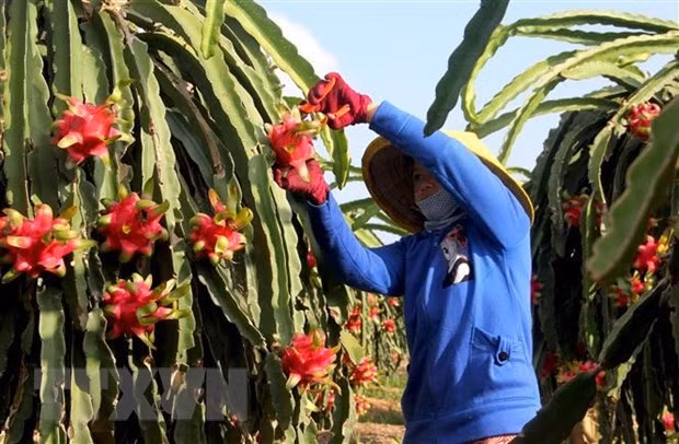 Vietnam, India hold great potential in trade of fruits: Indian official ảnh 1