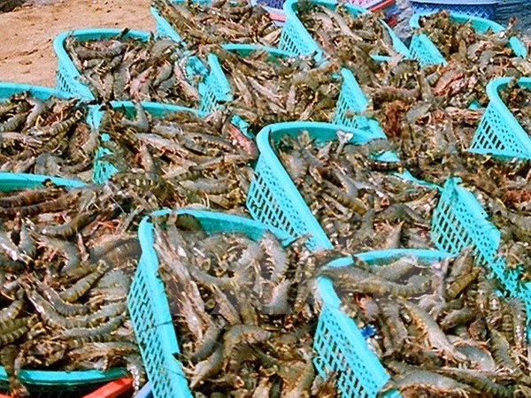 Tra Vinh: seafood exports expected to reach 352 mln USD in 2018 ảnh 1