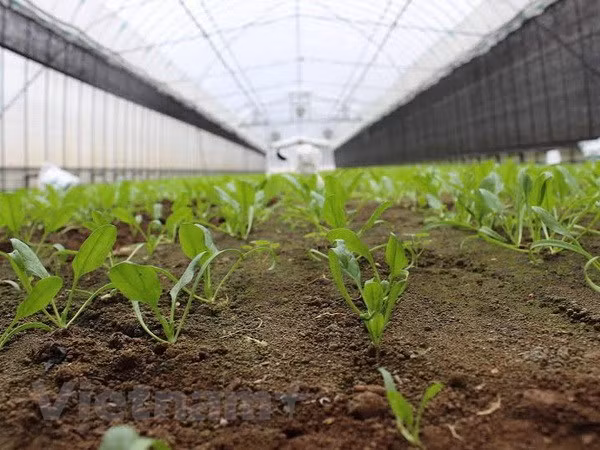 Workshop seeks to develop smart agriculture in Vietnam ảnh 1