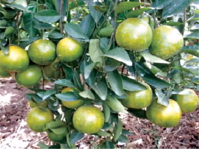 Thua Thien-Hue expands Nam Dong orange farm ảnh 1