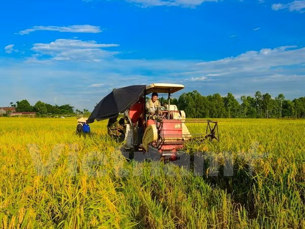 Ministry builds mechanism for land agglomeration, large-scale farming ảnh 1