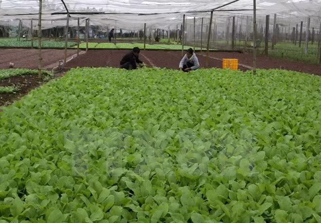 Food safety a priority for local, export markets: experts ảnh 1 Food safety a priority for local, export markets: experts ảnh 1