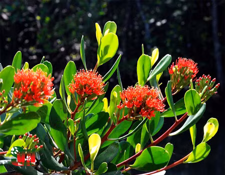 Con Dao national park’s old trees seek national heritage recognition ảnh 1