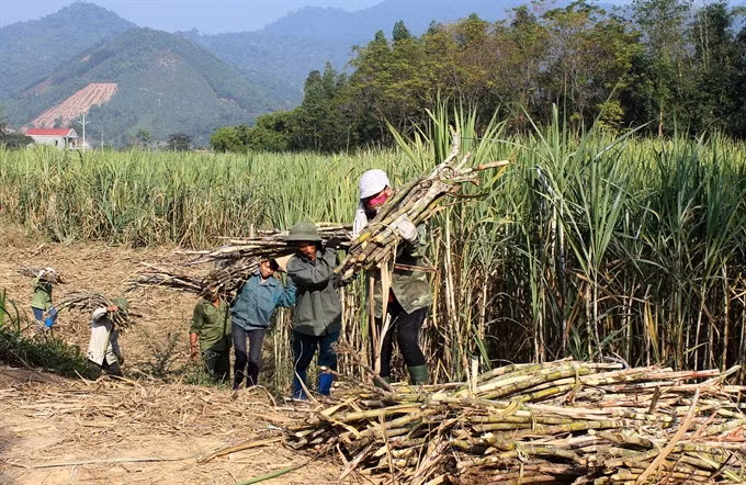 Sugar association looks to Prime Minister for help ảnh 1