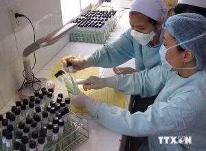 HCM City plans additional testing for TB ảnh 1