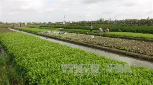 Tra Vinh calls for investment in agricultural projects ảnh 1