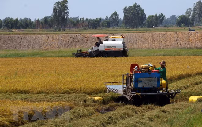 Mekong Delta seeks to turn agriculture challenges into opportunities ảnh 1
