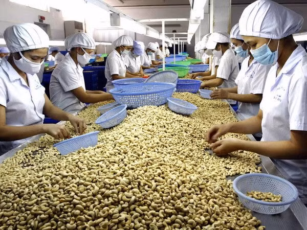 Cashew exports hit record high of over 3.5 billion USD ảnh 1