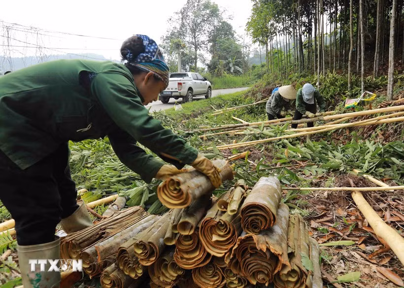 Vietnam strives to remain world’s biggest cinnamon exporter ảnh 1