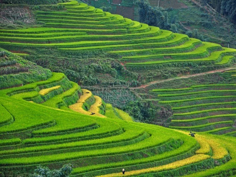 Sa Pa, Ninh Binh named in Asia’s up-and-coming destinations by TripstoDiscover ảnh 1