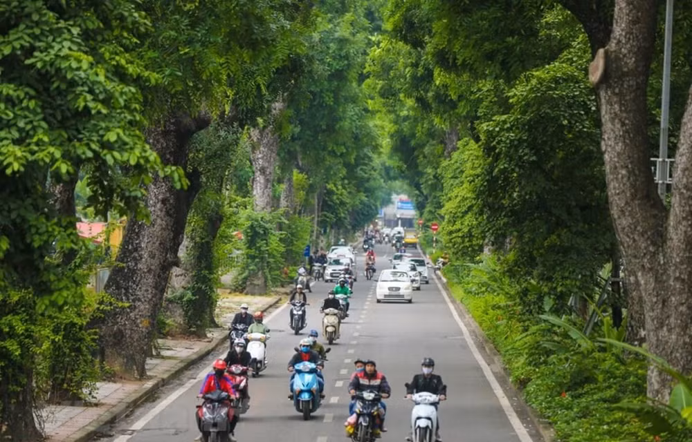 Tree planting festival: Individual trees make a forest ảnh 1