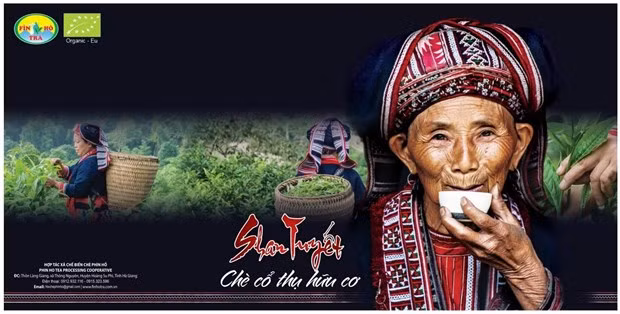 Phin Ho ‘shan tuyet’ tea – well-known specialty of Ha Giang ảnh 2