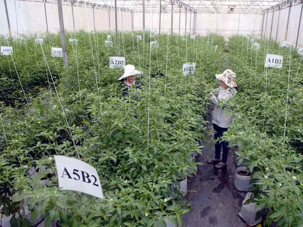 Can Tho, Vientiane step up agricultural cooperation ảnh 1 Can Tho, Vientiane step up agricultural cooperation ảnh 1