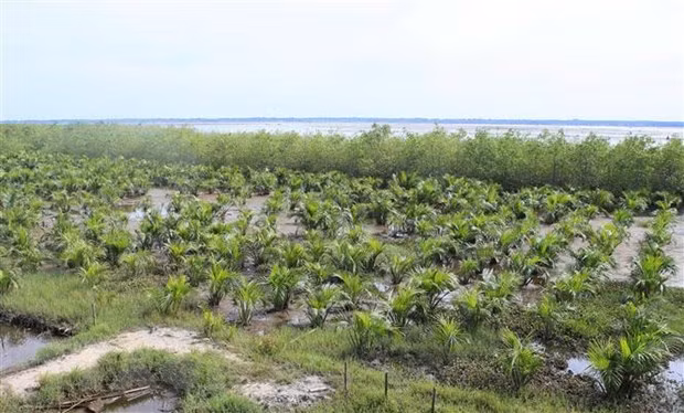 Vietnam moves to protect coastal forest ảnh 1