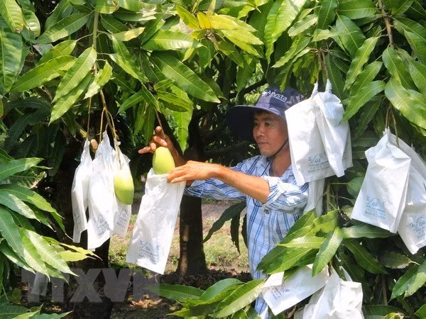 Moc Chau strives to export up to 500 tonnes of mango to China ảnh 1