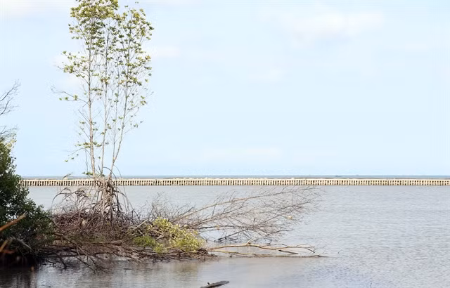 Ca Mau steps up natural disaster prevention, control efforts ảnh 1