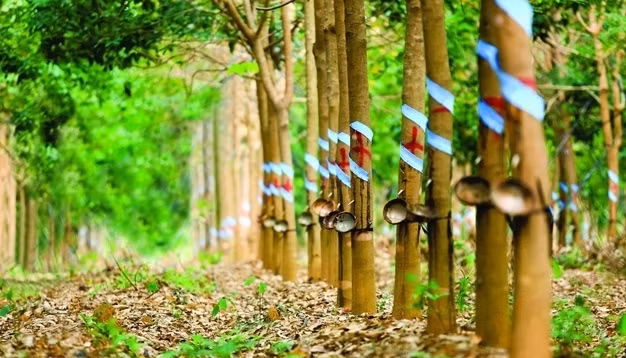  Vietnam, Laos see opportunities for agro-forestry cooperation: Minister ảnh 2