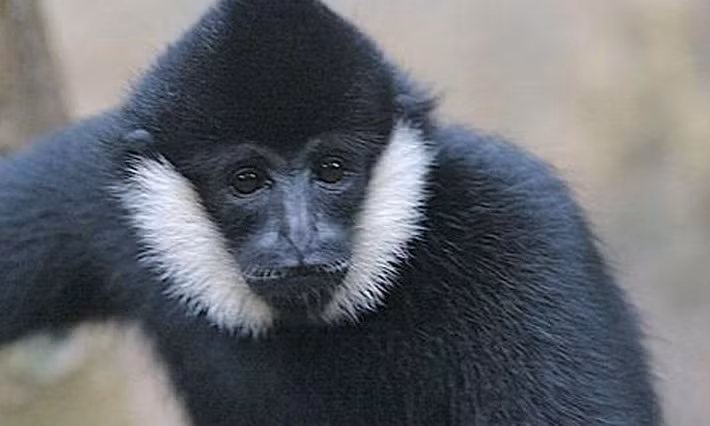 Vu Quang national park offers home for rare gibbon ảnh 1