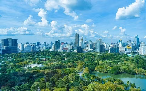 Wood industry has opportunities to increase revenue from carbon credits ảnh 2