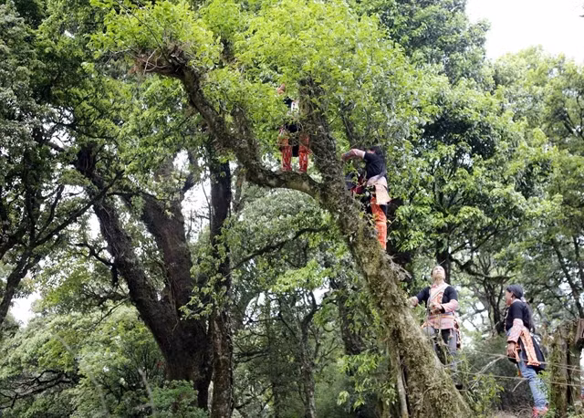 Lai Chau’s ancient tea trees a natural treasure ảnh 1