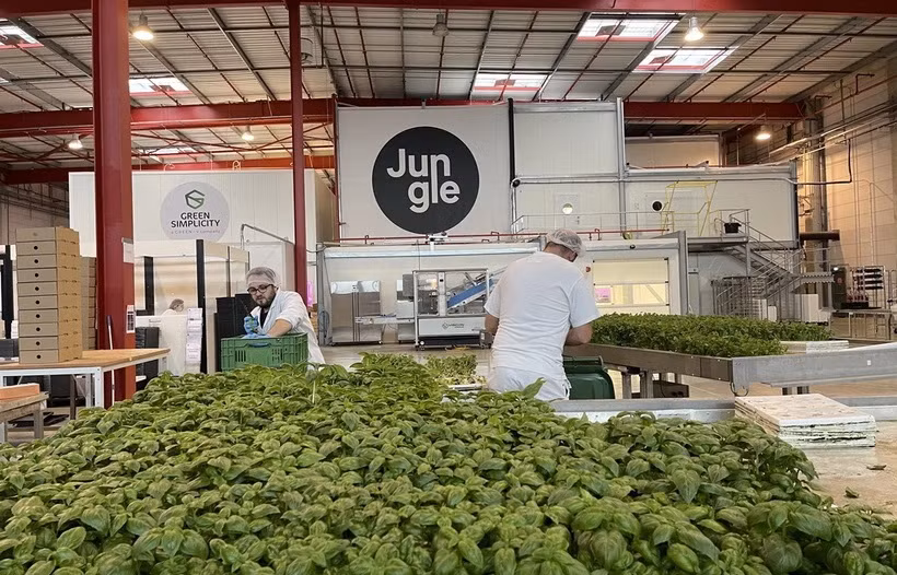 Hai Phong seeks to partner with French firm in vertical farming development ảnh 1