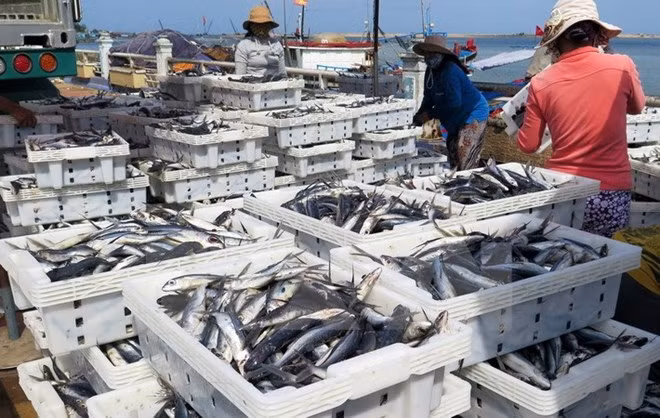 Quang Tri fishermen enjoy good catches in new-year sailings ảnh 1