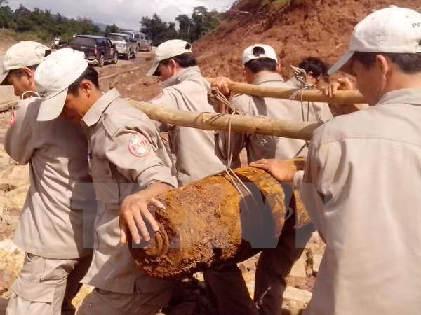 Peace Trees Vietnam hailed for healing war wounds ảnh 1