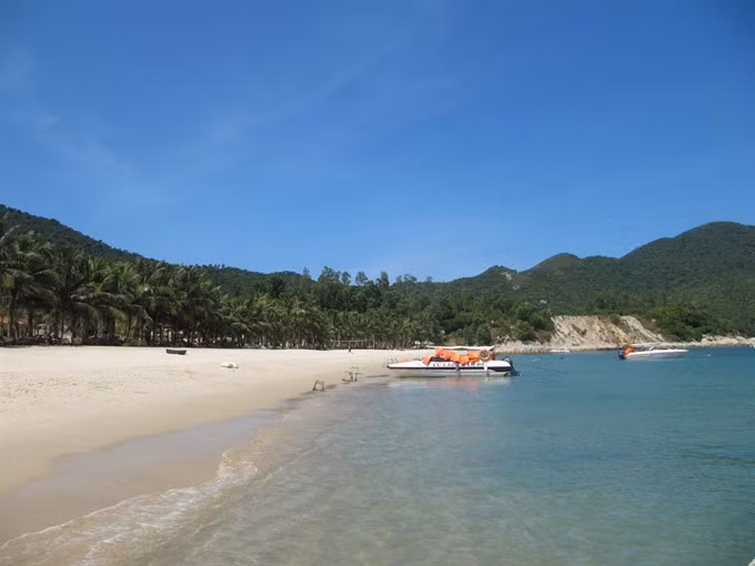 Cham Island tries to rescue green turtles ảnh 1