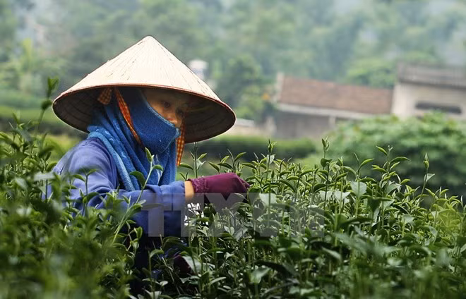 Thai Nguyen spends big to promote tea trade mark ảnh 1 Thai Nguyen spends big to promote tea trade mark ảnh 1