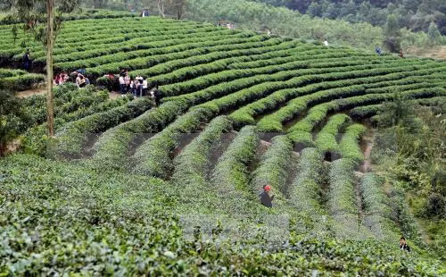 20,000 farmers join in int’l standard tea production ảnh 1