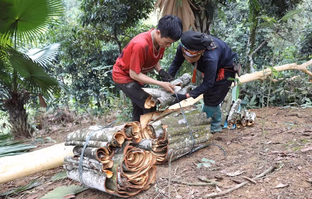 Cinnamon growing helps reduce poverty in Yen Bai province ảnh 1