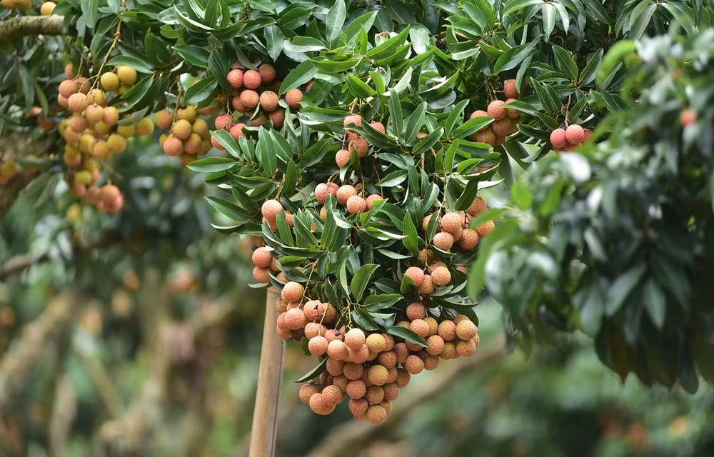 Success story of Bac Giang lychee ảnh 1